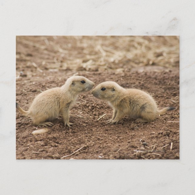Black Tailed Prarie Marmot Postcard (Front)