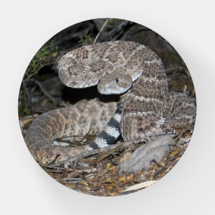 Black-tailed Rattlesnake Paperweight