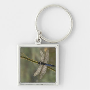 Black-tailed Skimmer Keychain