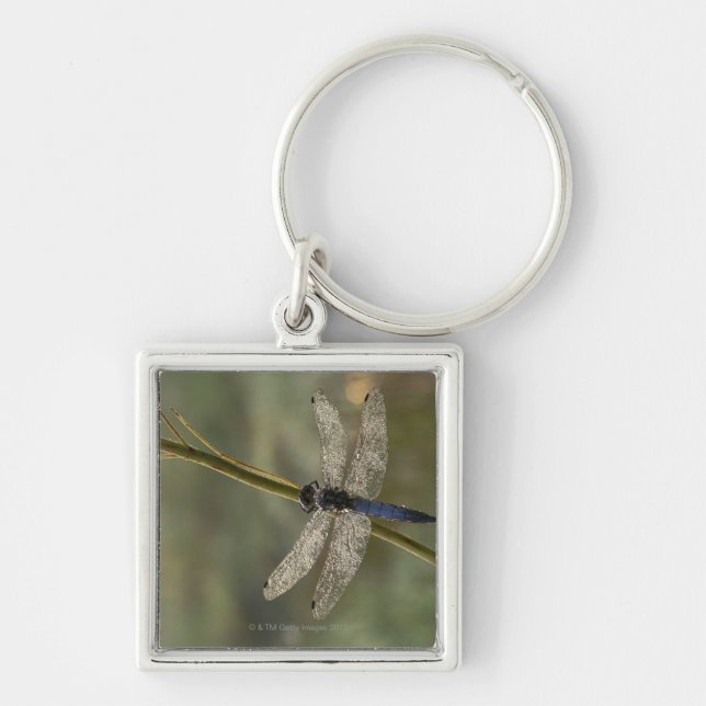 Black-tailed Skimmer Keychain (Front)