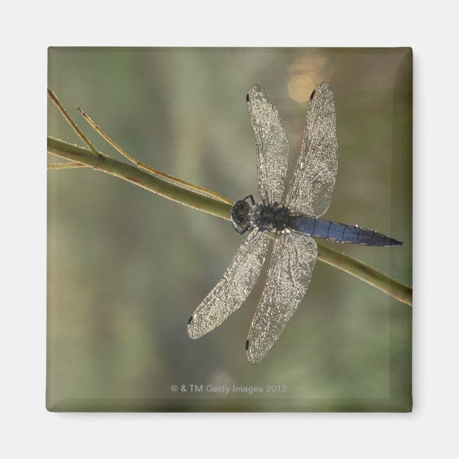 Black-tailed Skimmer Magnet (Front)