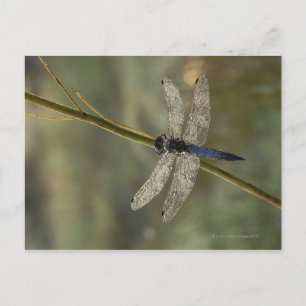 Black-tailed Skimmer Postcard