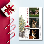 Black Tan White Corgi Christmas Tree Pet Dog Photo Holiday Card<br><div class="desc">This beautiful corgi themed Christmas card features a black, tan and white corgi wearing a Santa hat sitting in front of a lit Christmas tree. The greeting on the card reads "Merry Christmas" and can be personalized. Further personalize this holiday card with three photos of your pet dog, a signature...</div>
