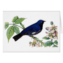 Black Throated Blue Warbler Bird Thank You Card