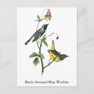 Black-throated Blue Warbler, John Audubon Postcard