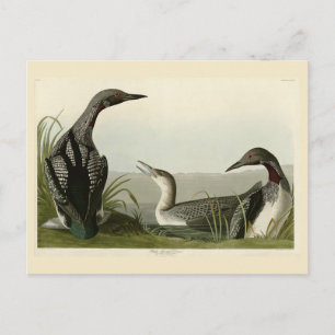 Black-Throated Diver Loon Audubon Birds of America Postcard
