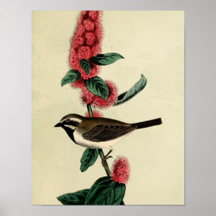 Black Throated Finch Poster