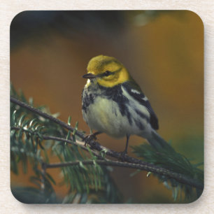 Black throated warbler coaster