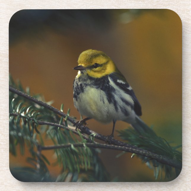 Black throated warbler coaster (Front)