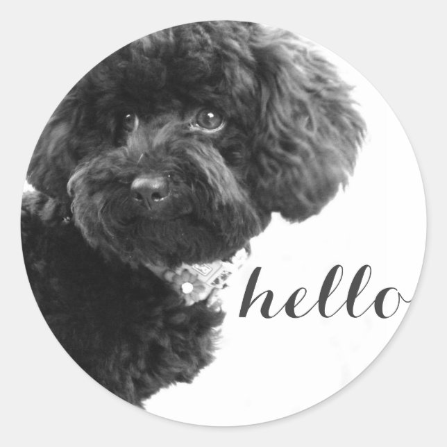 Black Toy Poodle in B&W Photography Personalized Classic Round Sticker (Front)