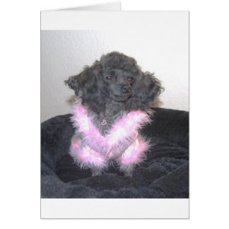 Black Toy Poodle in Pink Sweater oh la la