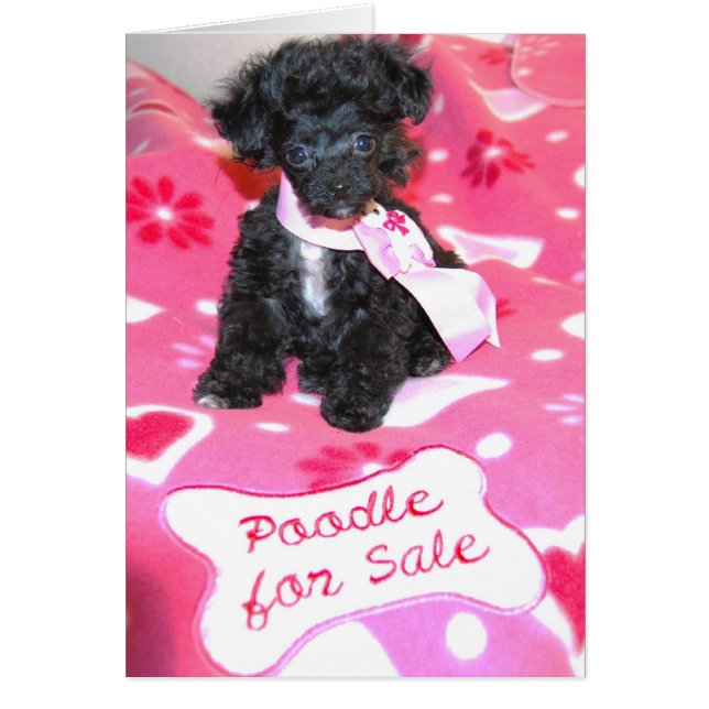 Black Toy Poodle Puppy-for sale card (Front)