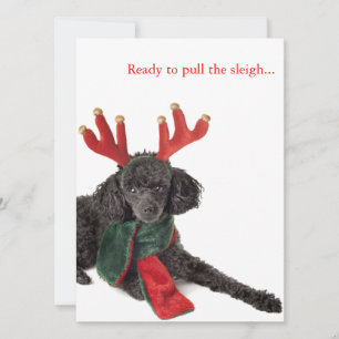 Black toy poodle with reindeer antlers holiday card