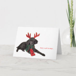 Black toy poodle with reindeer antlers holiday card