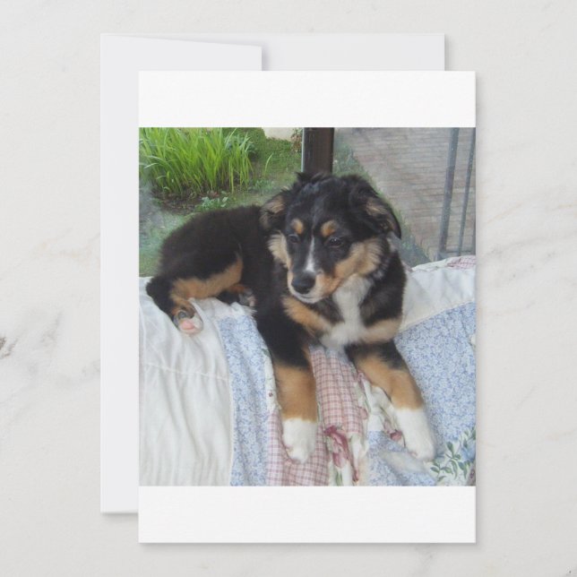 black tri puppy aussie (Front)