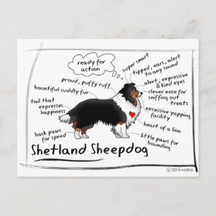 Black tri sheltie postcard