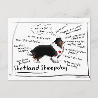 Black tri sheltie postcard