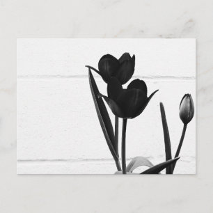 Black Tulips   Postcard