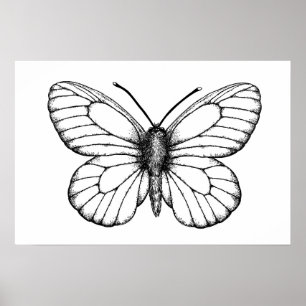 Black-veined white butterfly poster