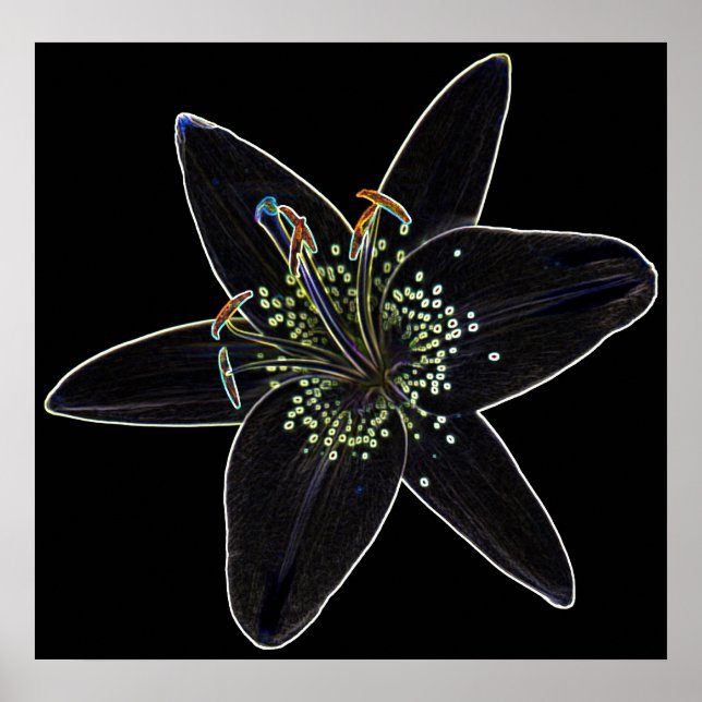 Black-Velvet Lily Poster (Front)