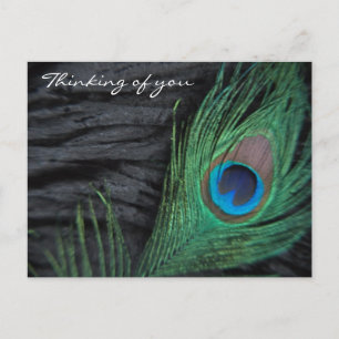 Black Velvet Peacock Feather Still Life Photograph Postcard