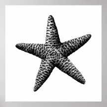 Black Vintage Seastar Scientific Illustration