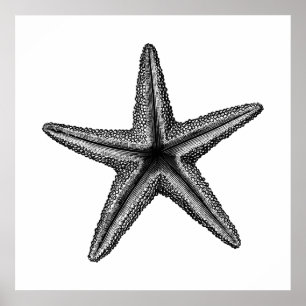 Black Vintage Starfish Bottom Wall Art
