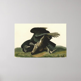 Black Vulture, from Audubon's Birds of America Canvas Print