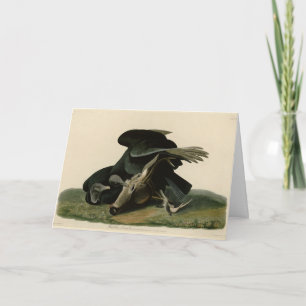 Black Vulture, from Audubon's Birds of America Card