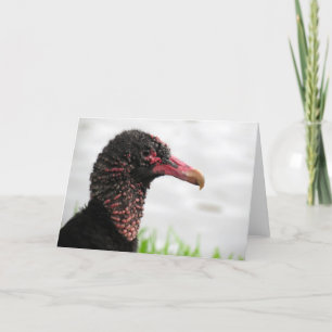 Black Vulture Greeting Card