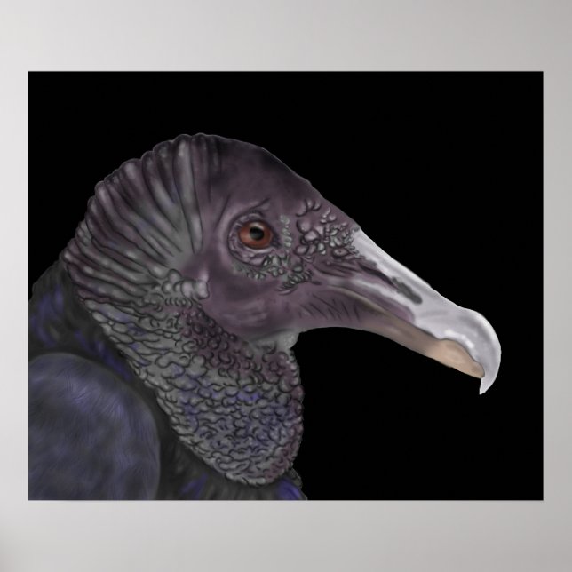 Black Vulture Illustration Poster (Front)
