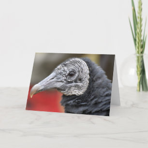 Black Vulture Photograph Card