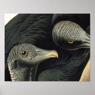 Black Vultures, John James Audubon Poster