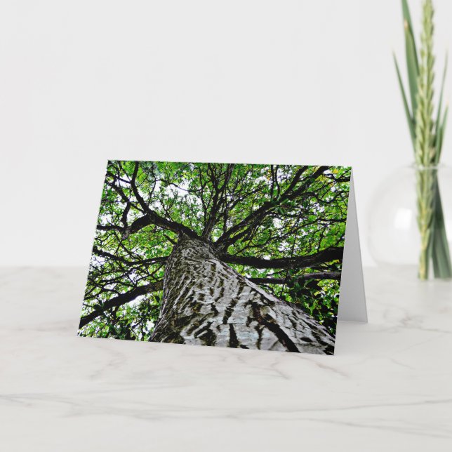 Black Walnut Trunk and Branches Card (Front)
