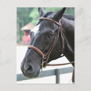 Black Warmblood  Postcard