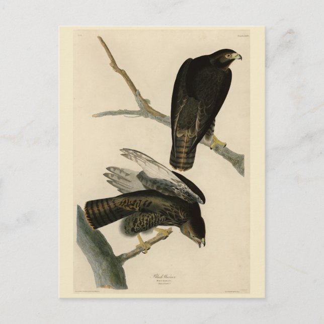 Black Warrior (Red-tailed Hawk) from Audubon Birds Postcard (Front)