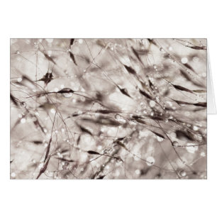 Black White Abstract Wet Grass Dew Texture Nature