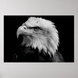 Black & White American Bald Eagl Poster