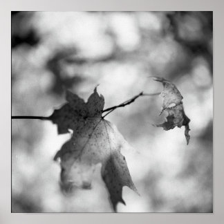 Black & White Autumn Wonderland Poster