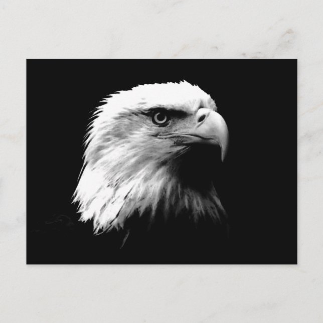 Black & White Bald Eagle Postcard (Front)