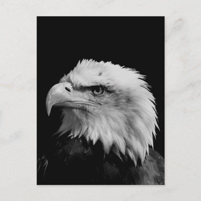 Black & White Bald Eagle Postcard (Front)