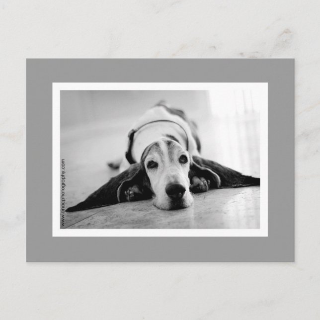 Black & White Basset Postcard (Front)