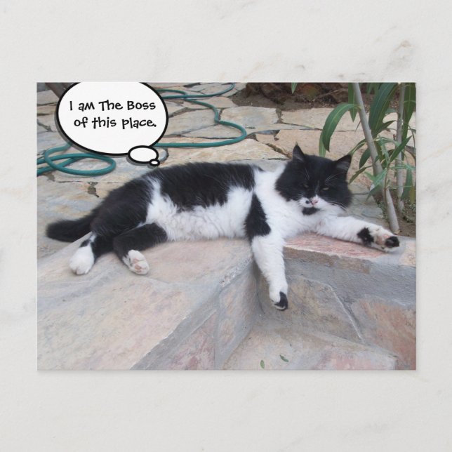 BLACK WHITE BIG TURKISH CAT IN HIS GARDEN POSTCARD (Front)