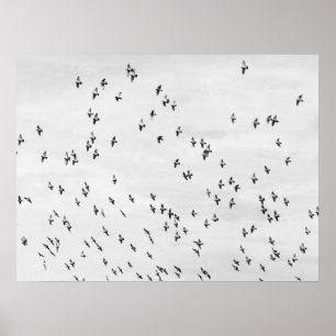 Black & White Bird Motion Poster