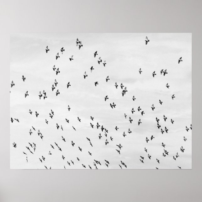 Black & White Bird Motion Poster (Front)