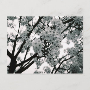 Black & White Blooms Postcard