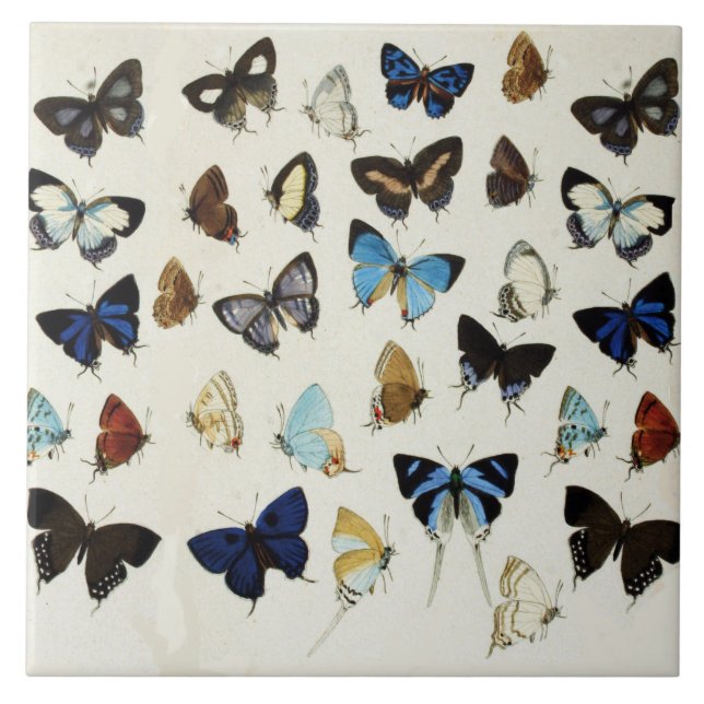 BLACK WHITE BLUE BUTTERFLIES Beauty Nature Lover Tile (Front)