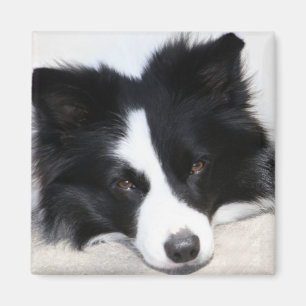 Black & White Border Collie Puppy Dog Magnet