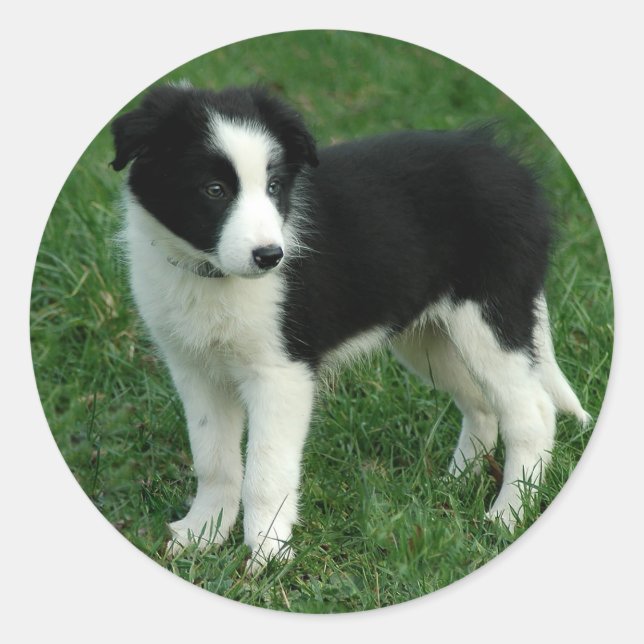 Black & White Border Collie Puppy Dog Stickers (Front)