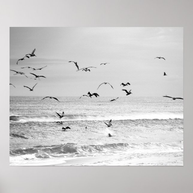 Black & White Brown Pelicans in the Ocean 16x20 Poster (Front)